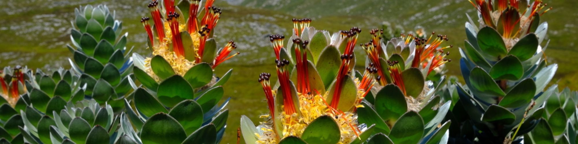 Landscape central vegetation Mimetes hottentoticus Landscape central vegetation Mimetes hottentoticus