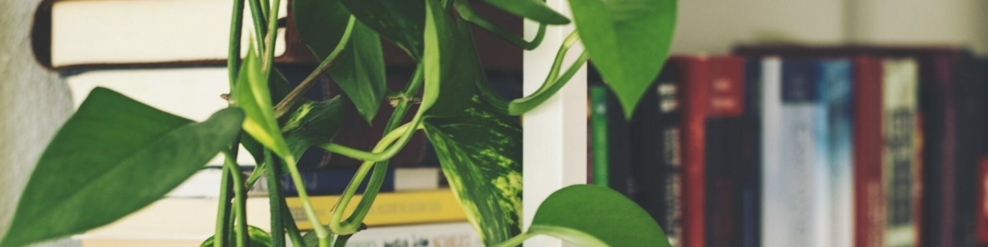 Pexels lumn 298660 Pexels lumn 298660