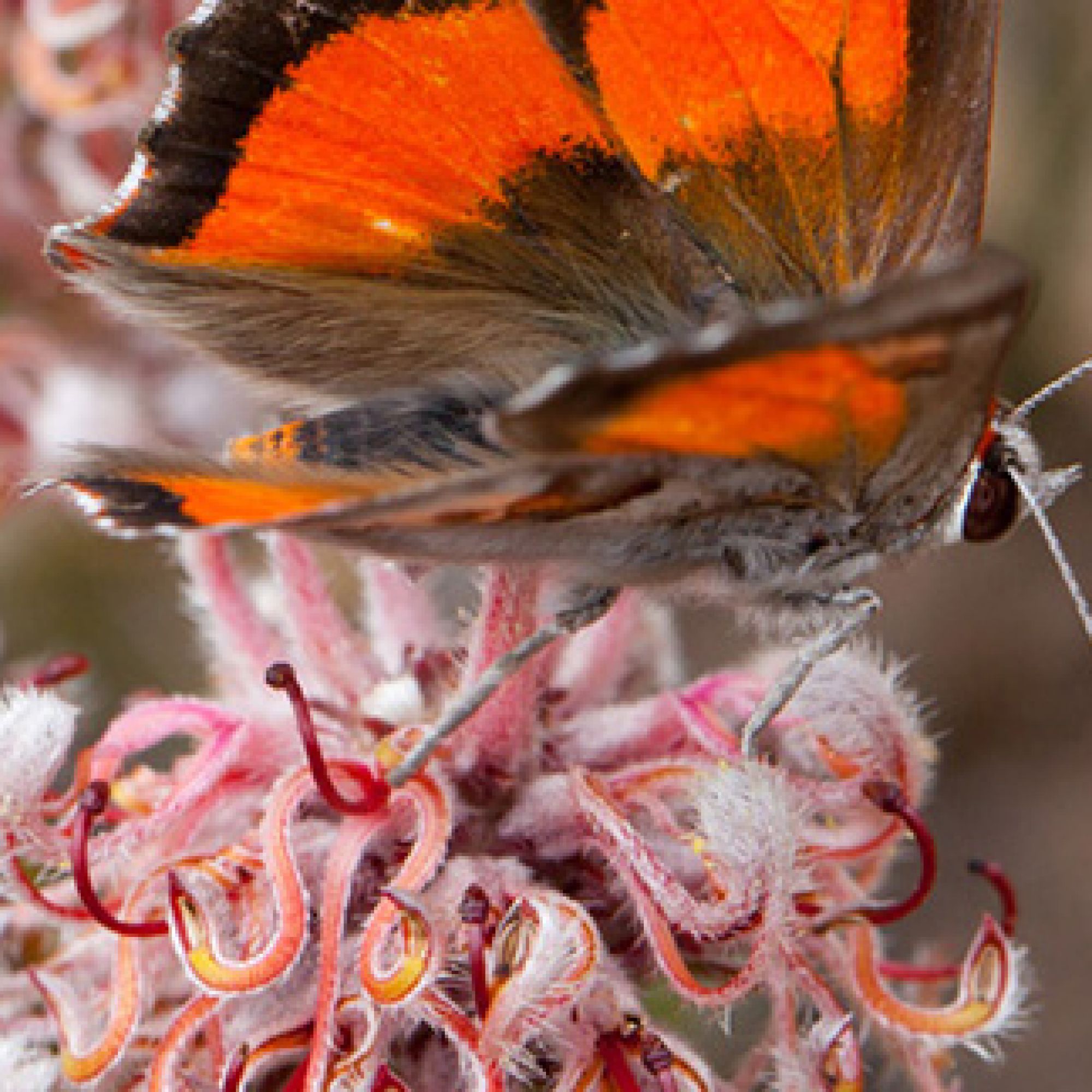 Image related to website content
